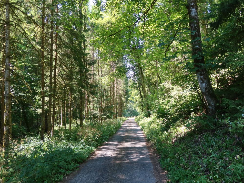 Waldweg