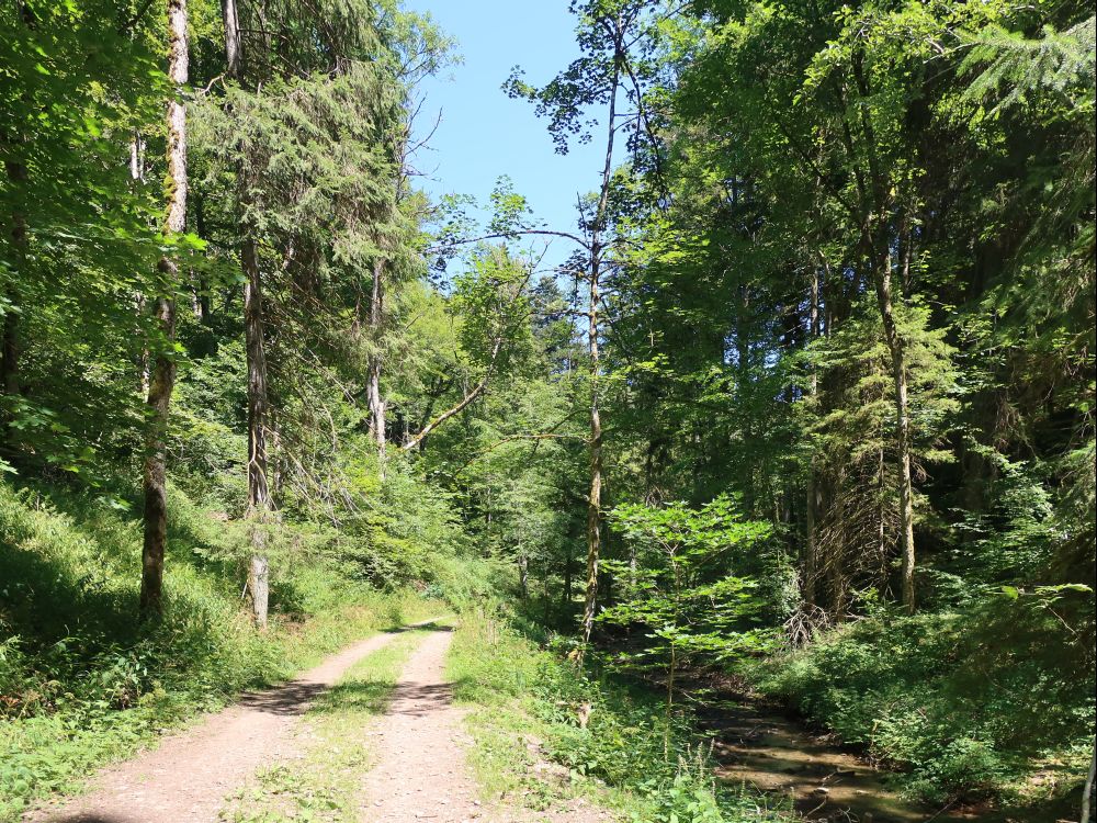 Weg an der Gauchach