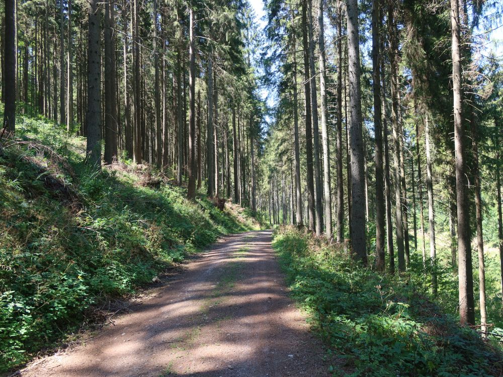 Waldweg