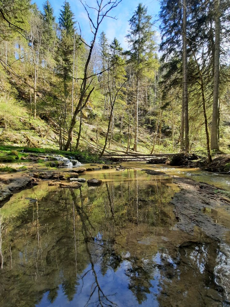 Spiegelung in der Gauchach