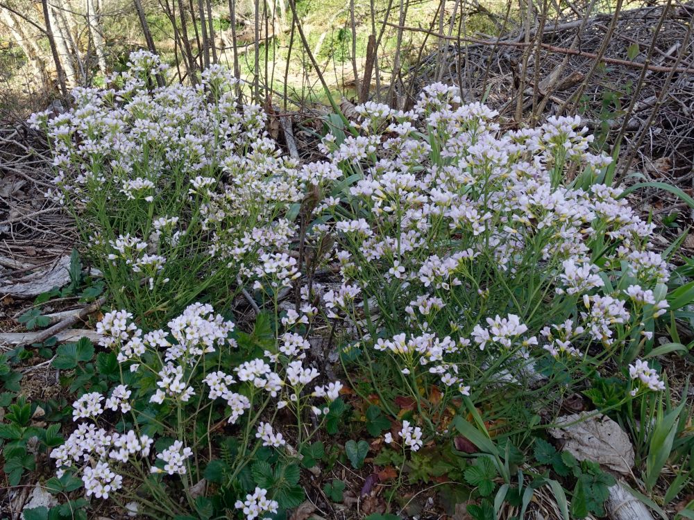 Waldblumen