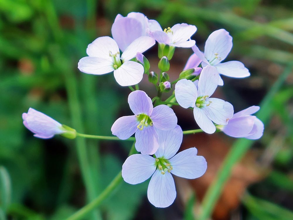 Wiesenschaumkraut