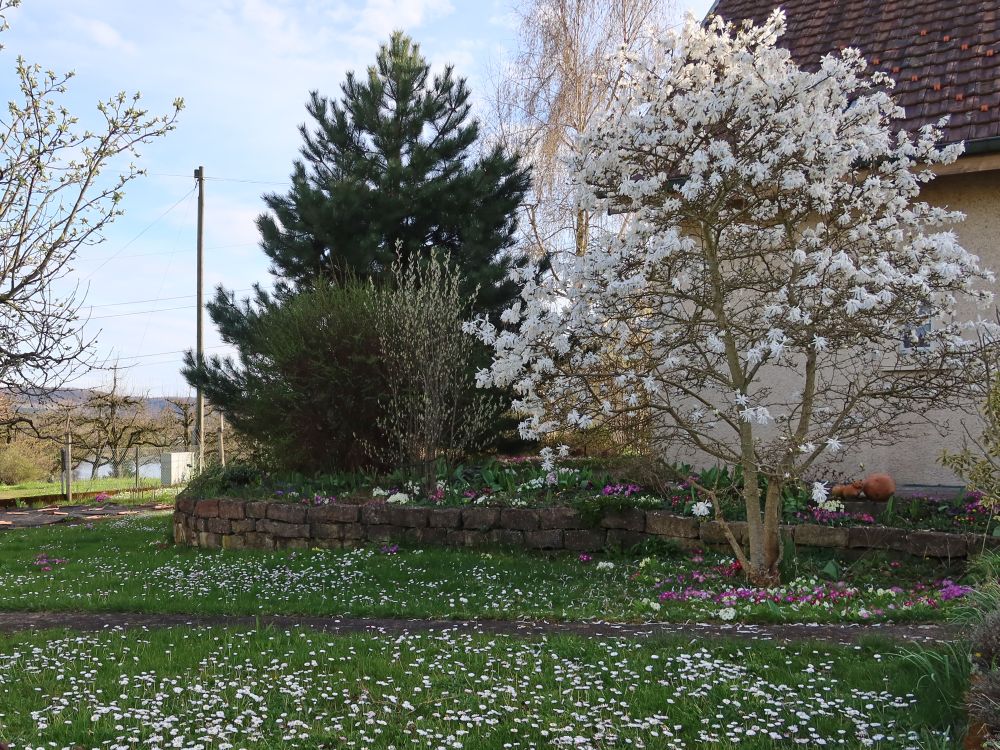 blühender Baum und Wiese