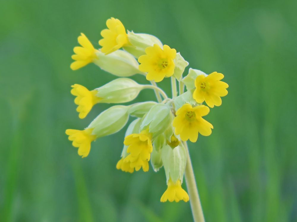 Schlüsselblume