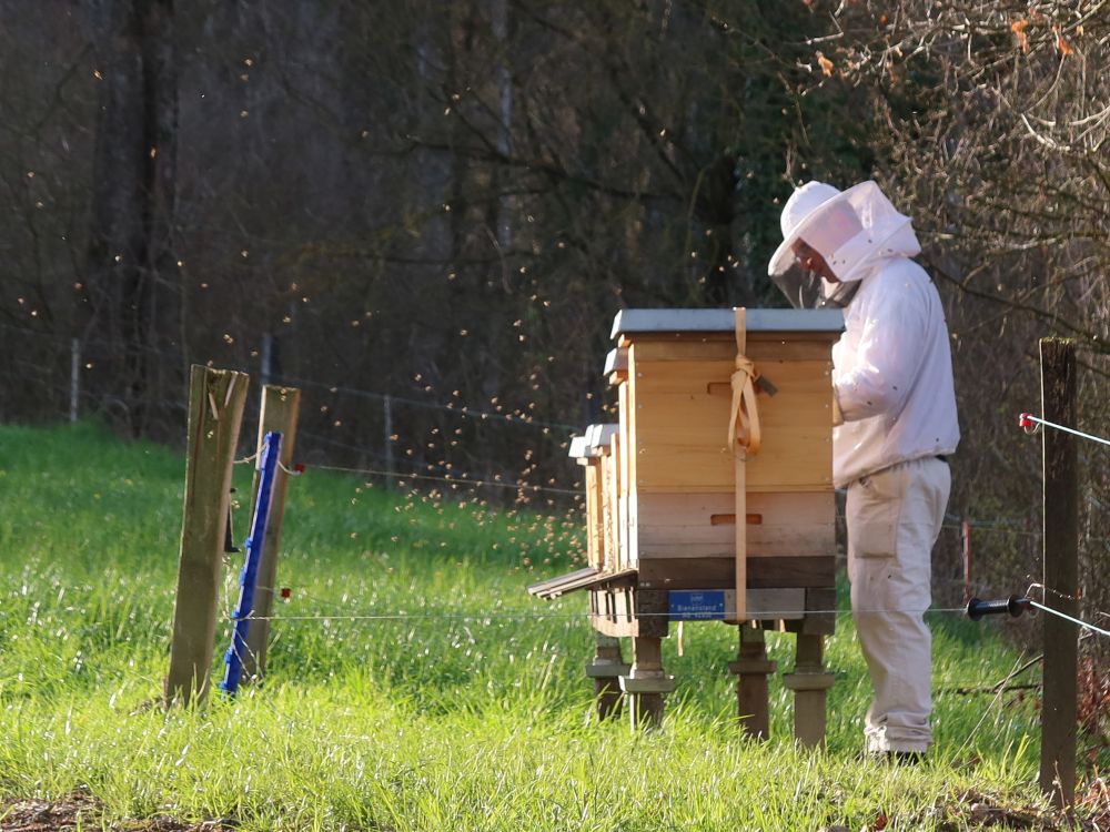 Imker am Bienenstock