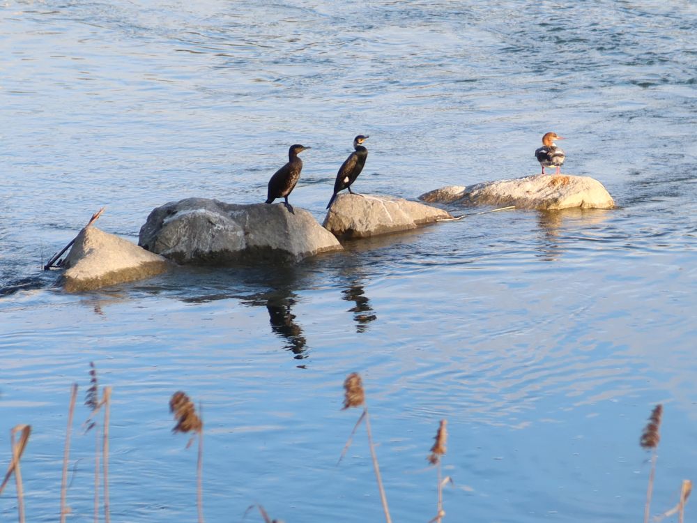 Kormorane und Gänsesäger