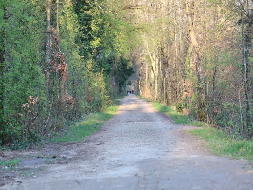 Waldweg an der Aare