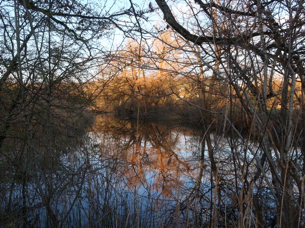 Teich bei Weerd