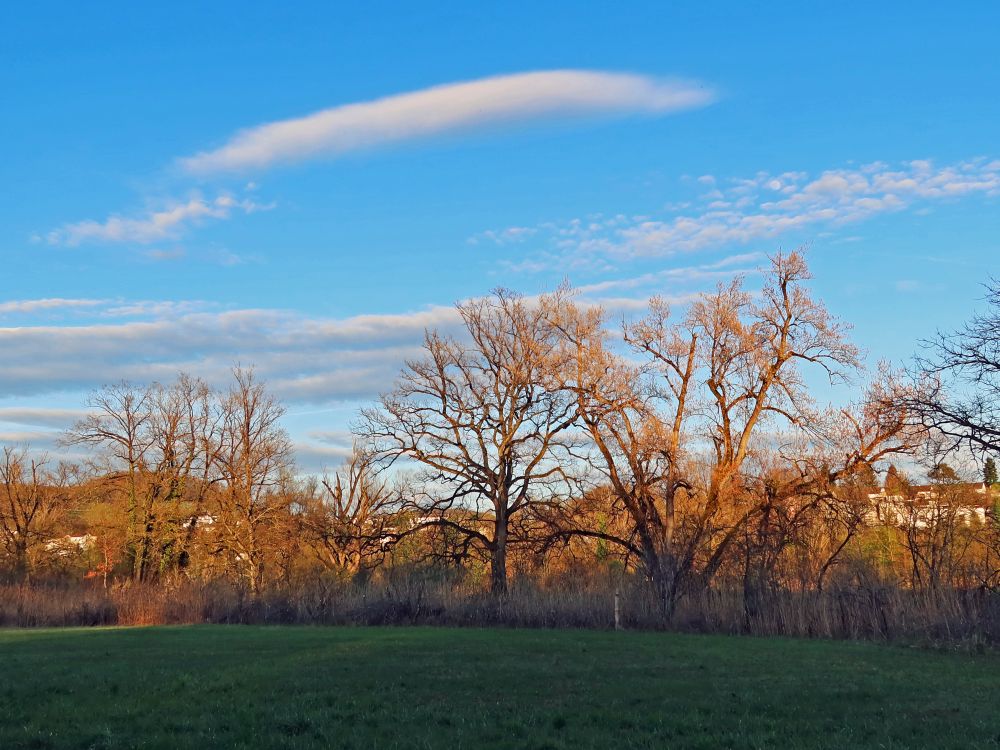 kahle Bäume in der Abendsonne