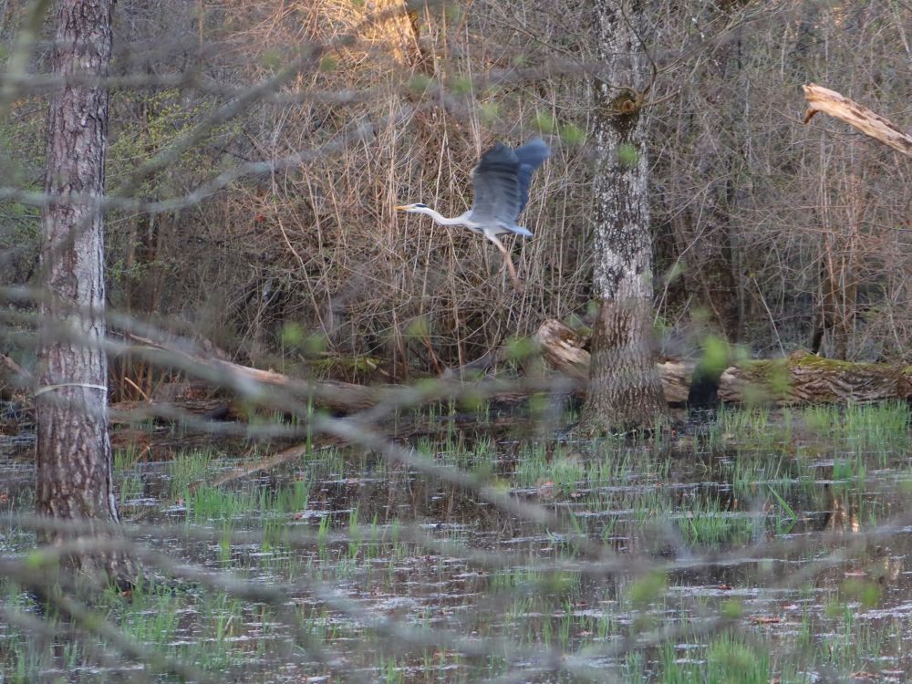 Reiher im Flug