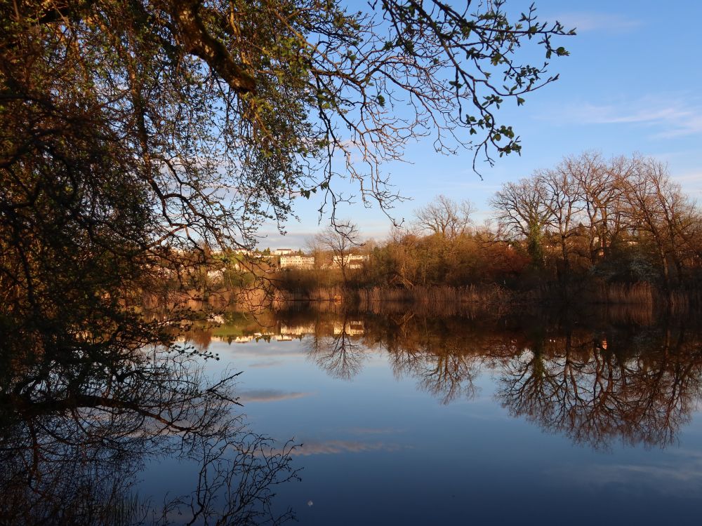 Teich mit Spiegelung