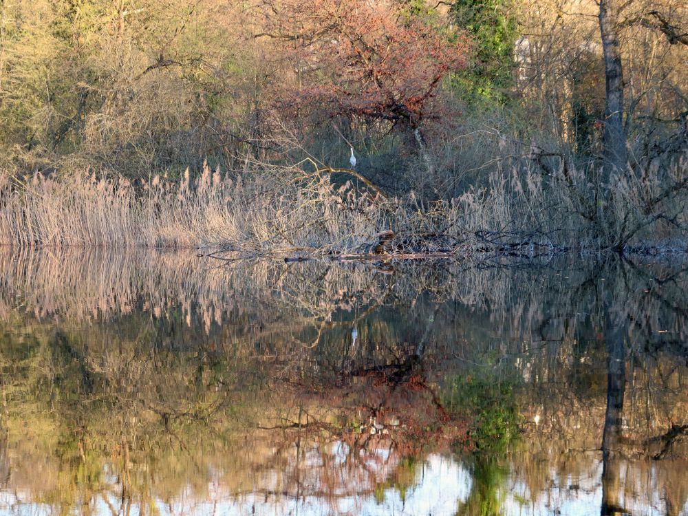 Teich mit Spiegelung