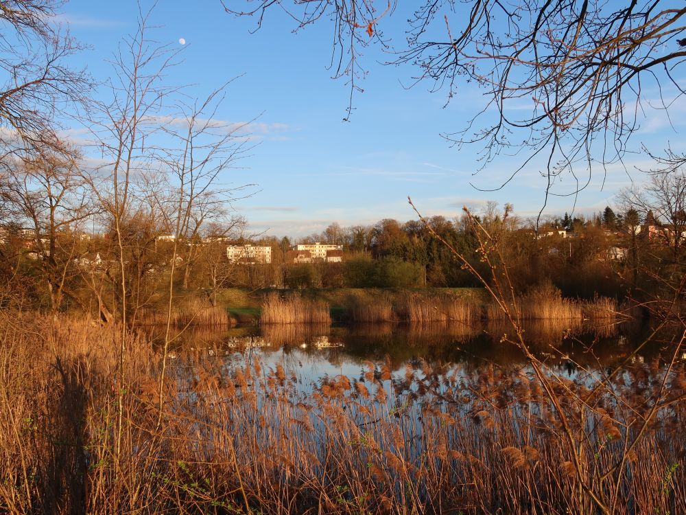 Teich in der Abendsonne