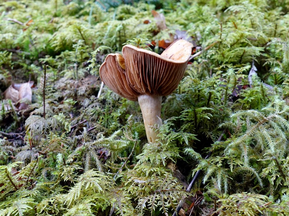 Pilz im Moos