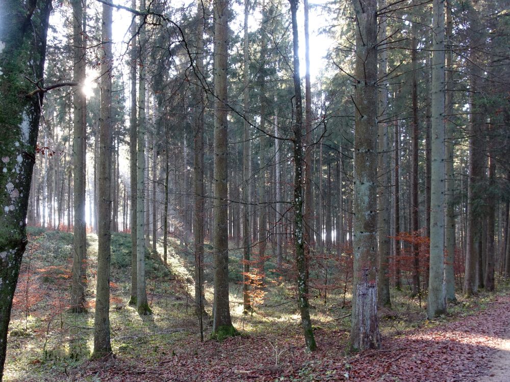 Herbstwald