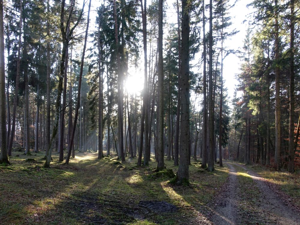 aufgeräumter Wald