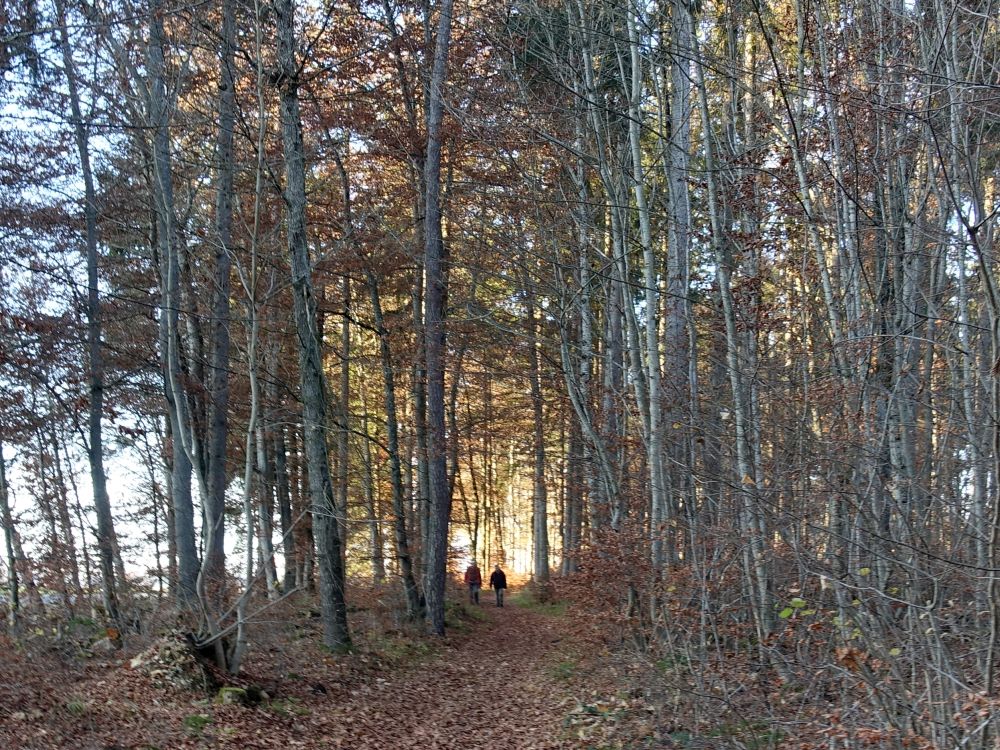 Herbstwald