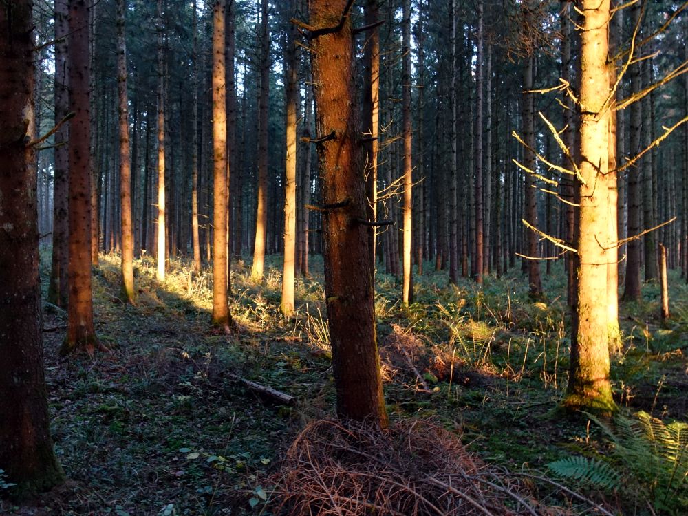 Abendsonne im Wald