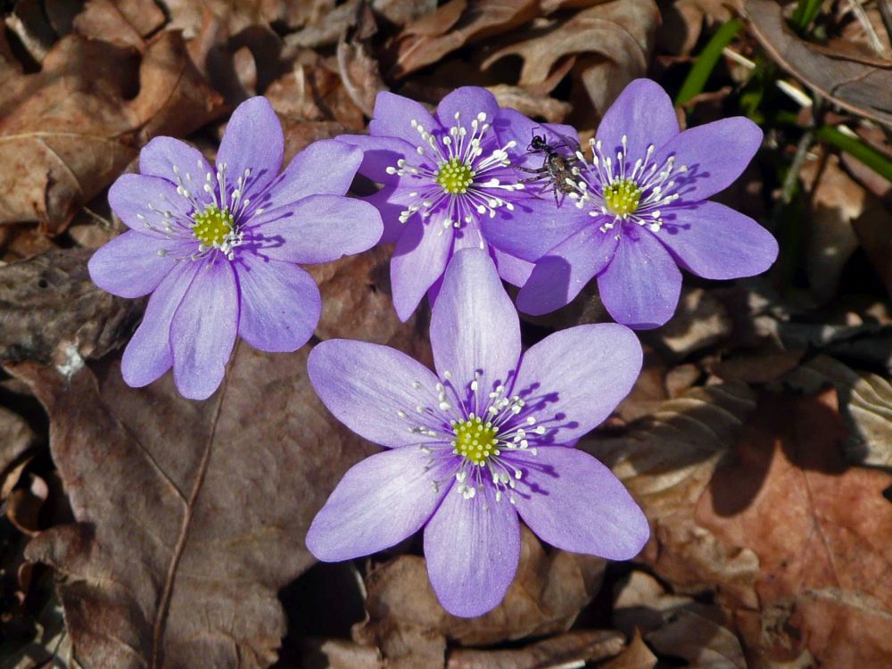 Leberblümchen