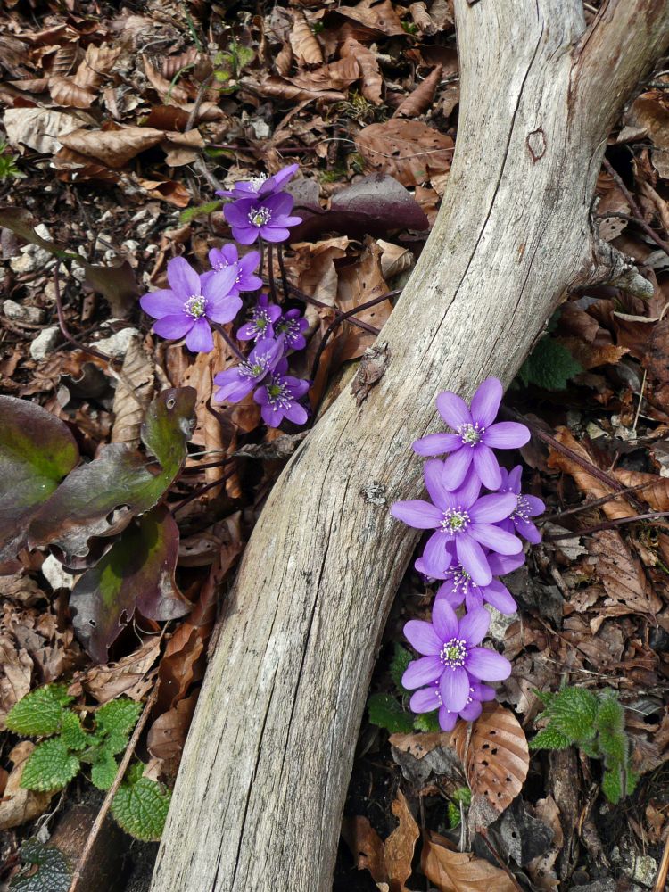 Leberblümchen
