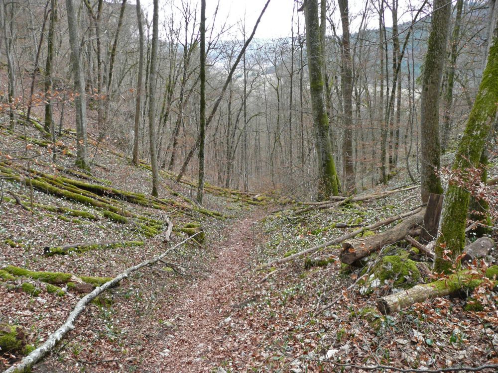 Pfad zur Kolbinger Höhle
