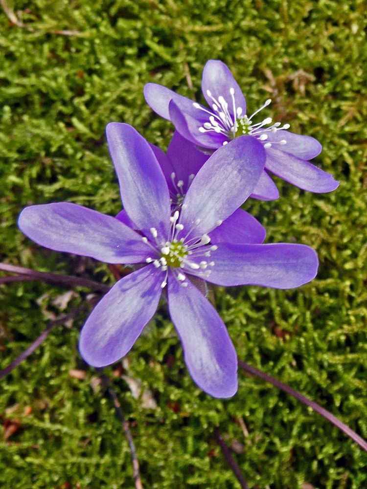 Leberblümchen im Moos