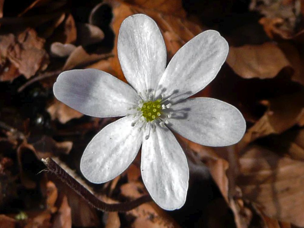 weisses Leberblümchen