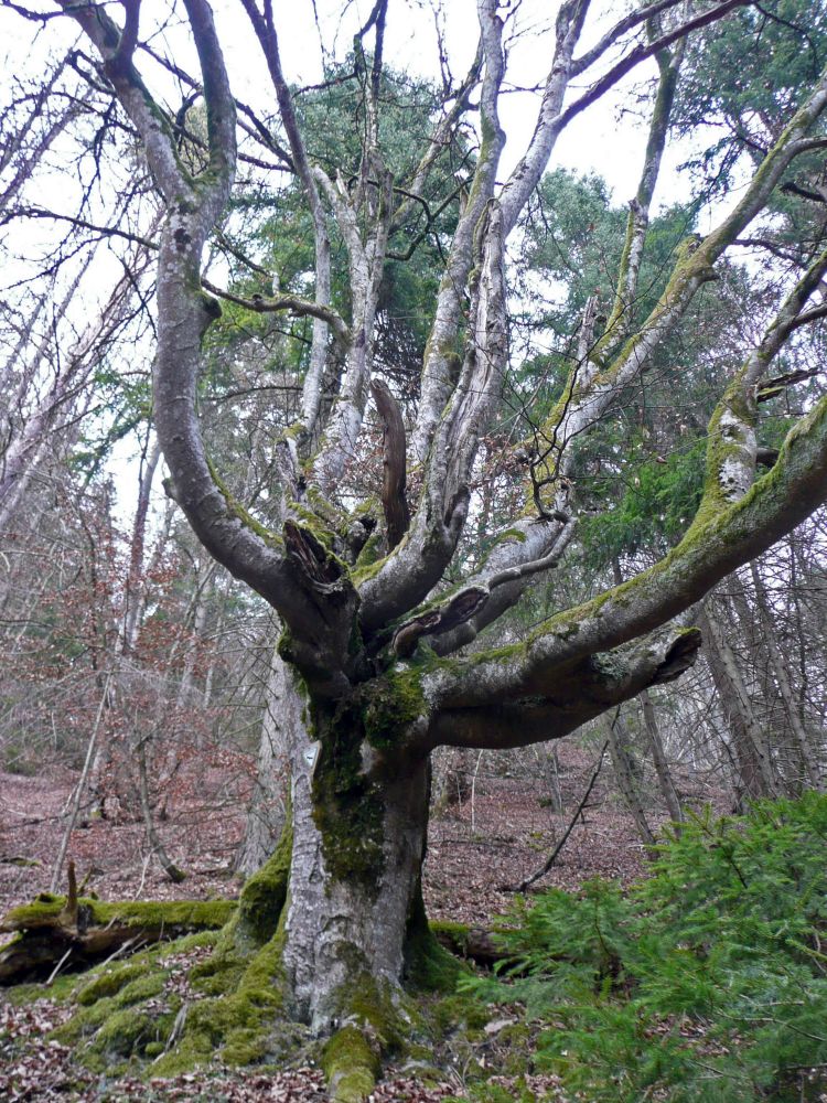 Baum unter Naturschutz