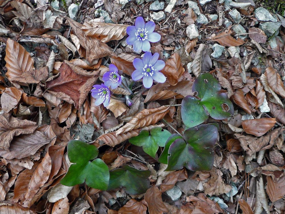 Leberblümchen