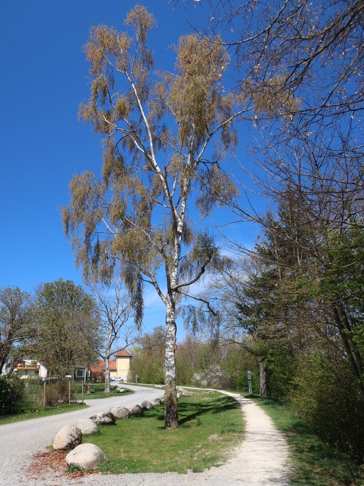 Birke am Kofenweiher