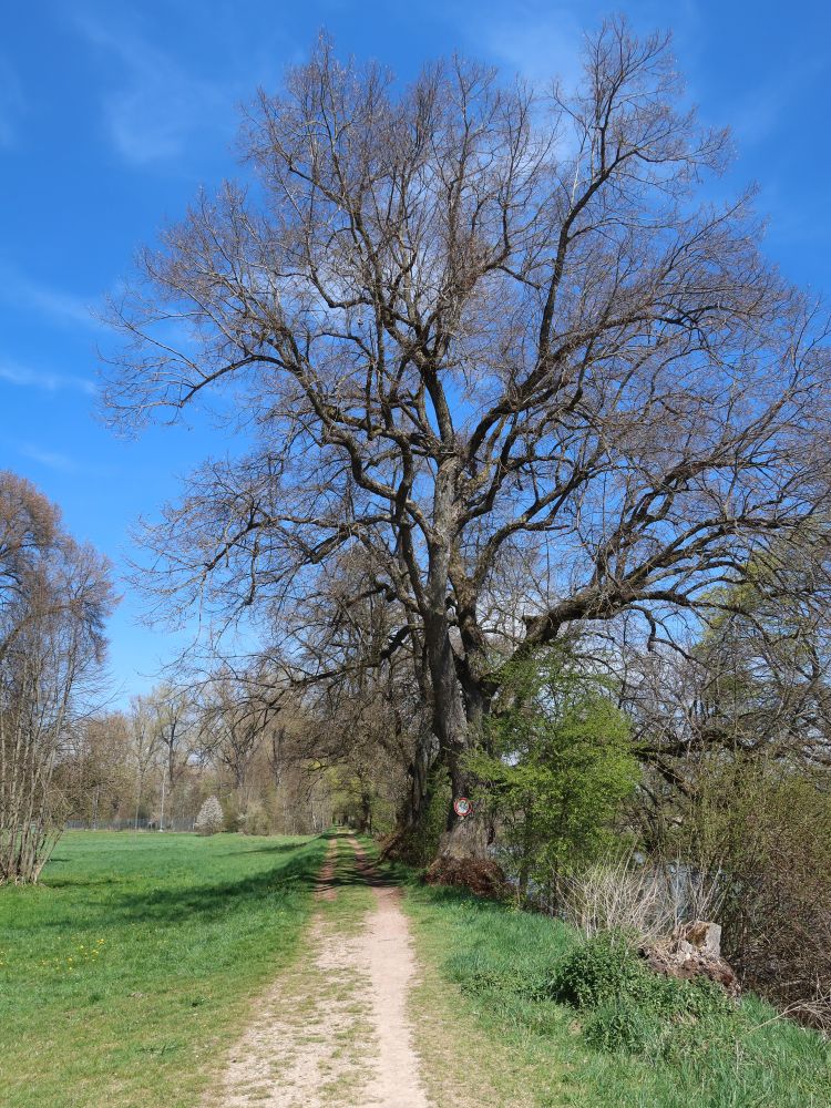 grosser Baum