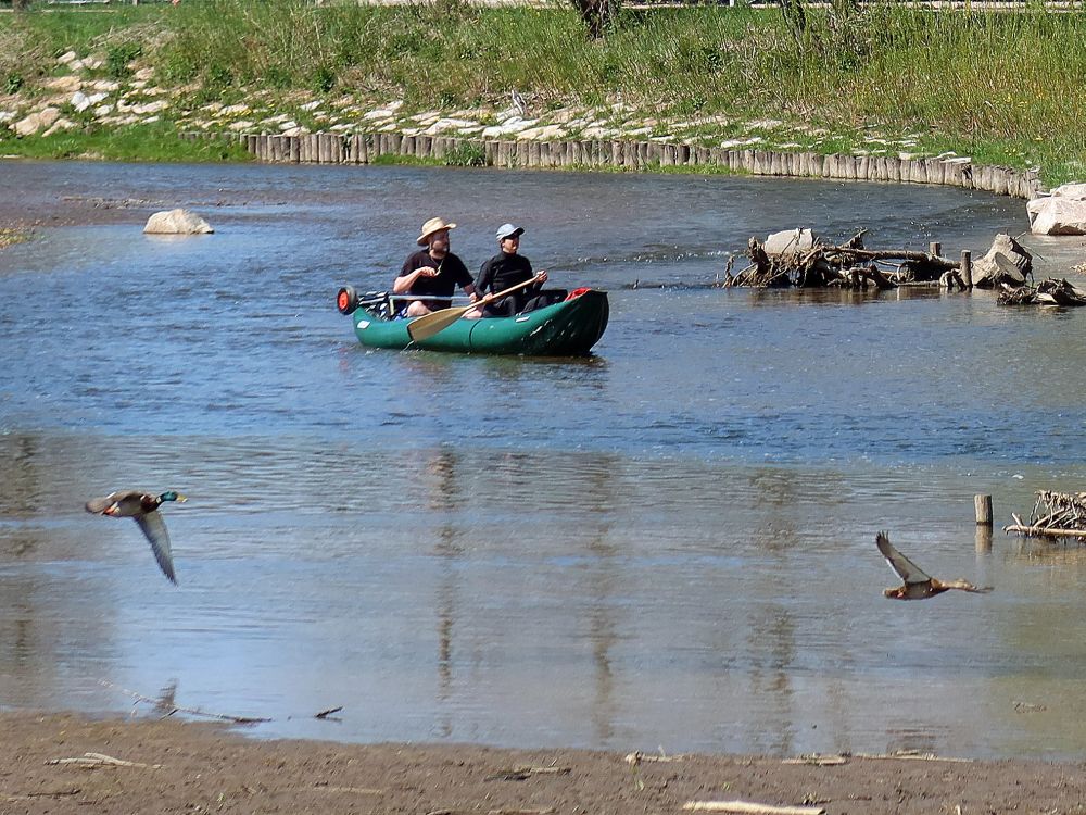 Kanu und fliegende Enten