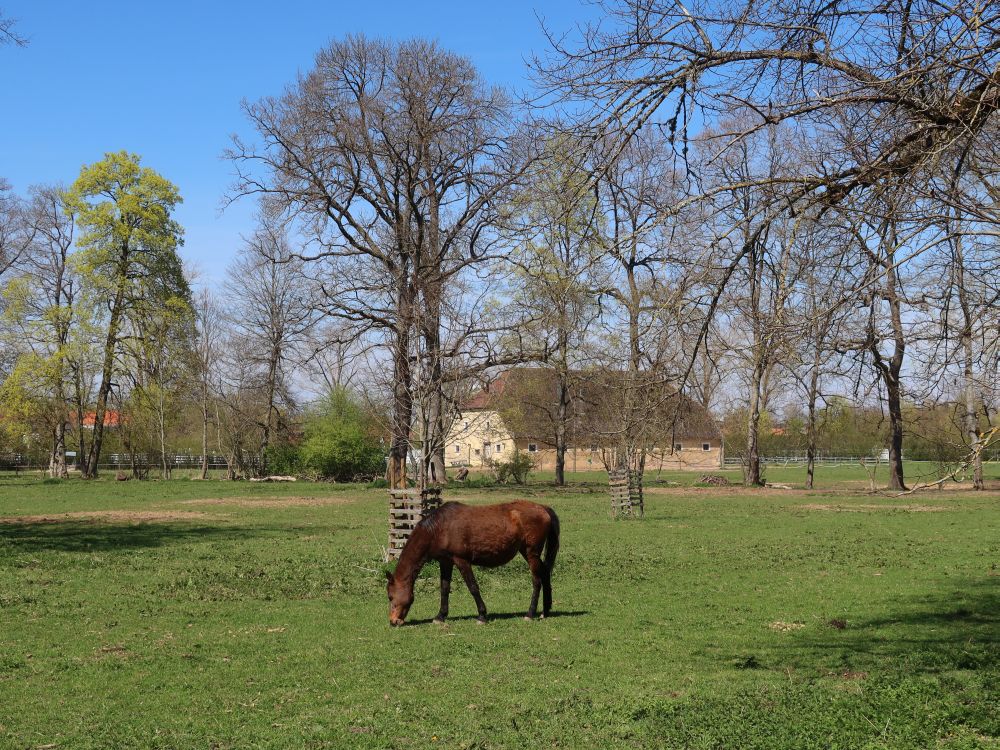 Pferd auf der Koppel