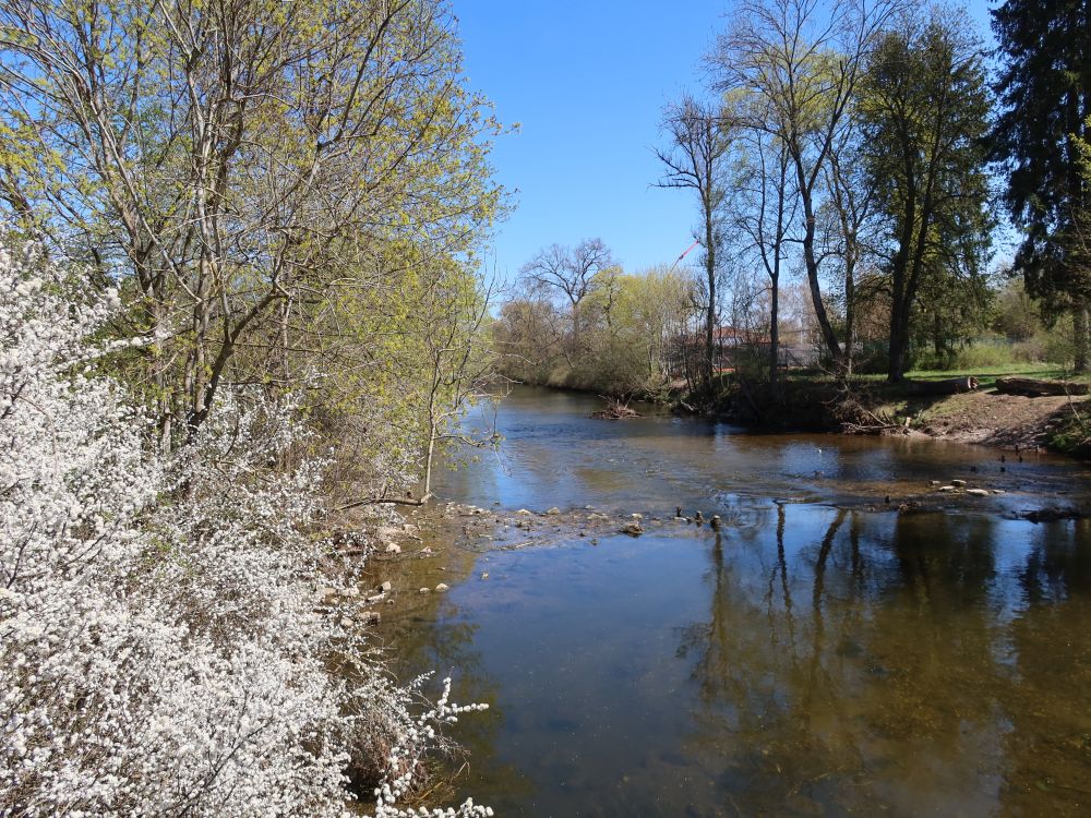 Strauchblüten an der Brigach