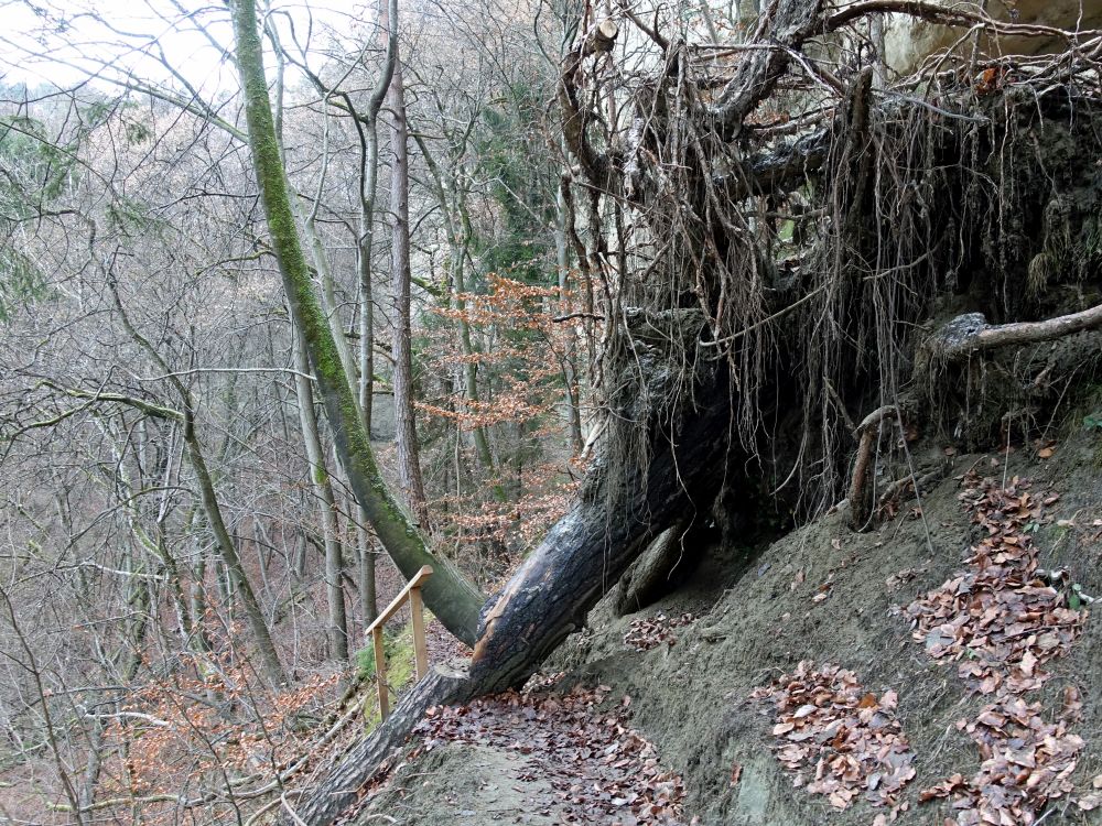 Hindernis im Echotal