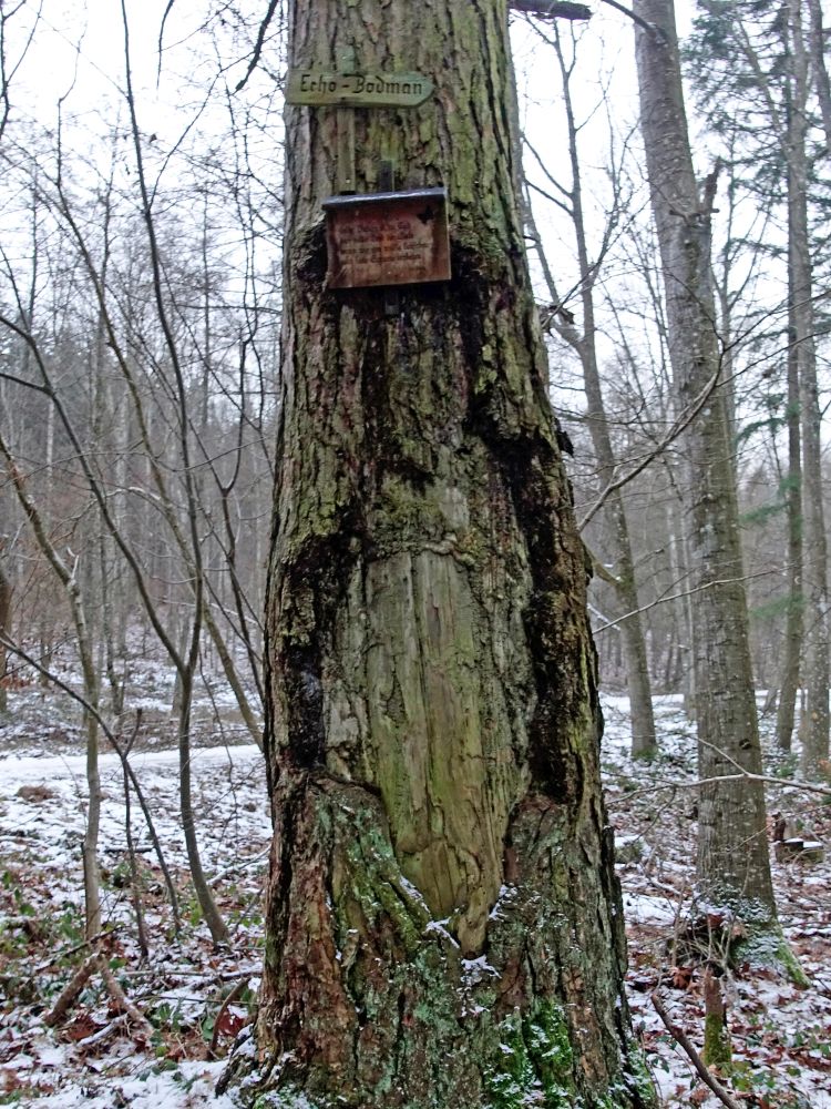 alter Baum mit Tafeln