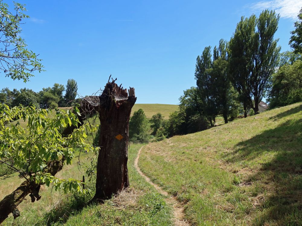 Wanderwegmarkierung am Baumstumpf