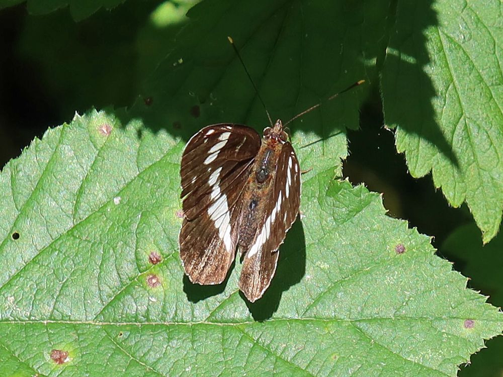 Schmetterling Kleiner Eisvogel