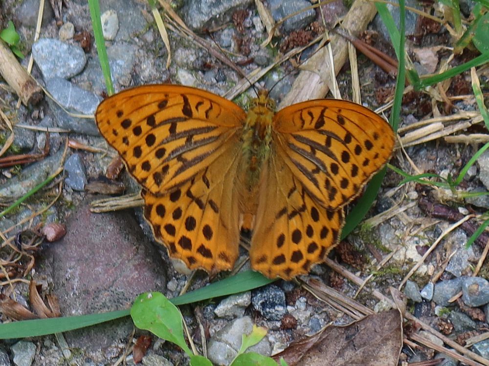 Schmetterling Kaisermantel