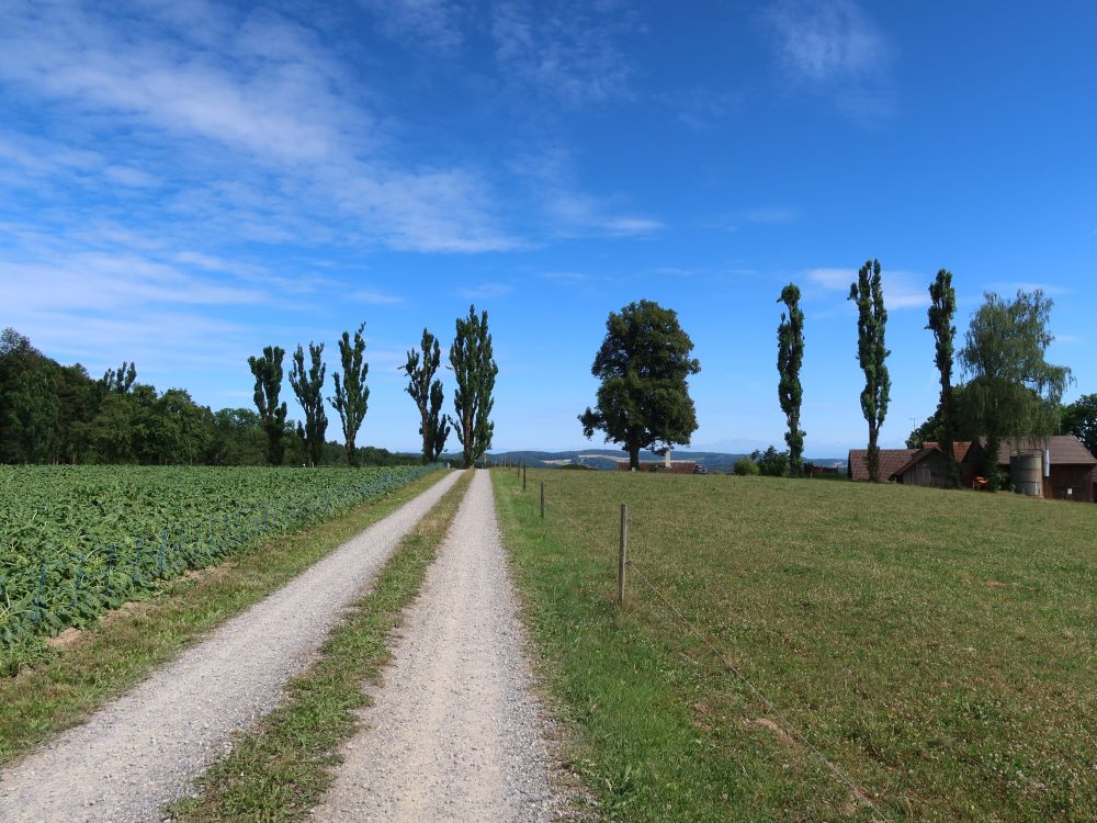 Pappeln am Laubberg