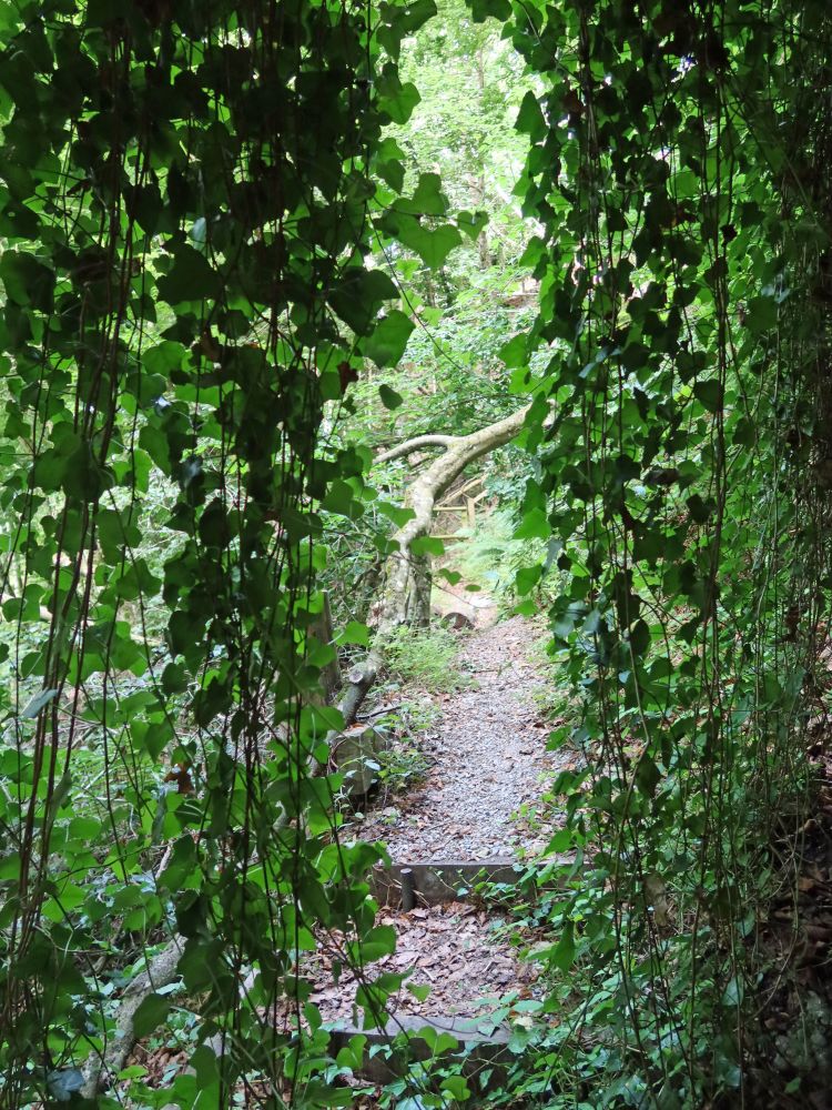 Blättervorhang an Heidenstube