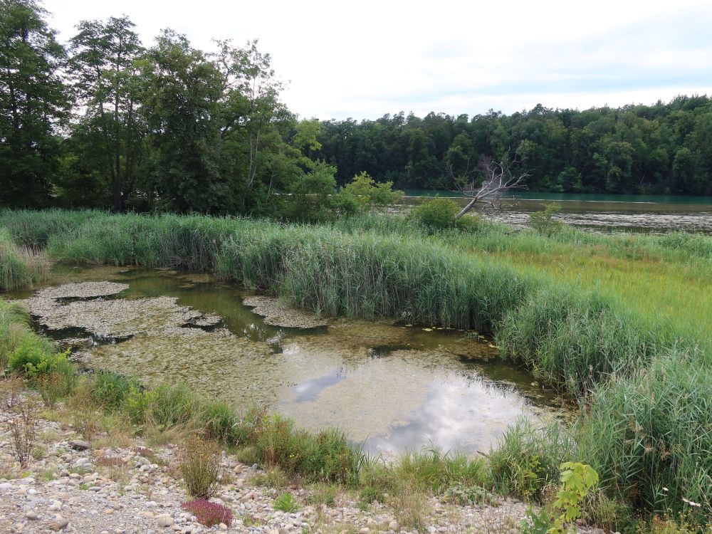 Teich am Rheinufer