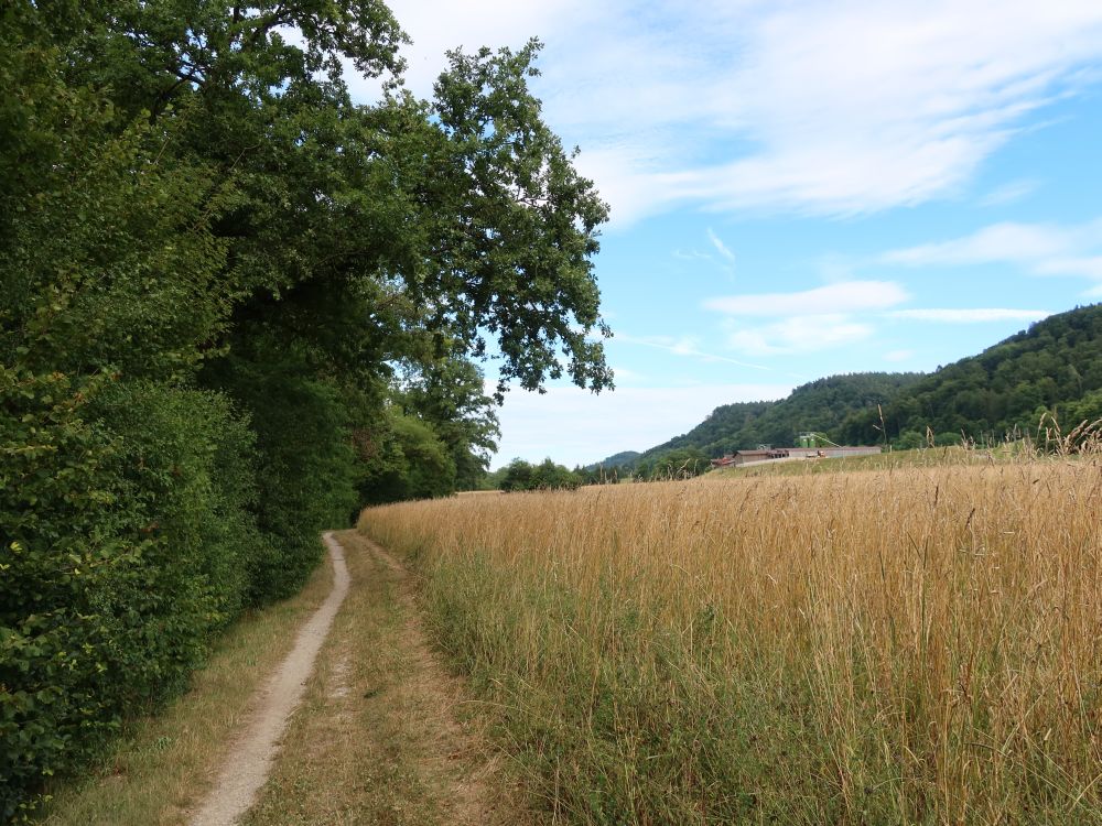 Pfad zwischen Wald und Kornfeld