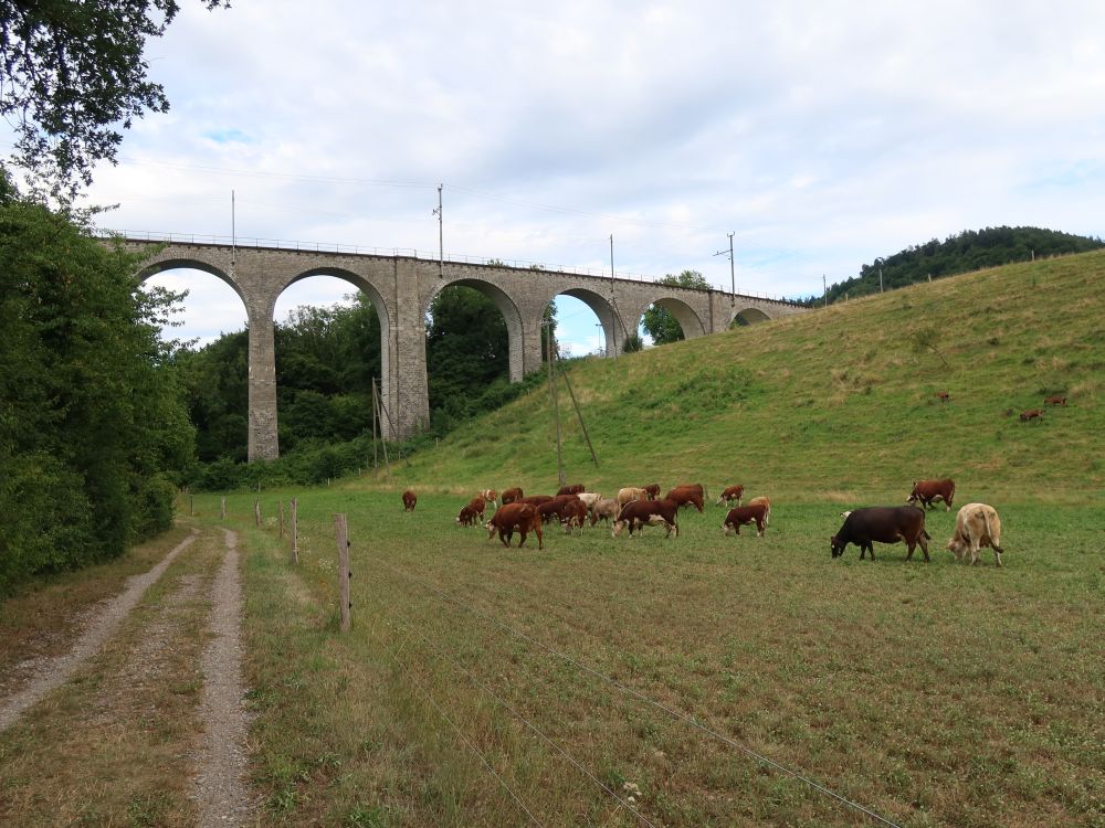 Kuhherde bei Eisenbahnviadukt