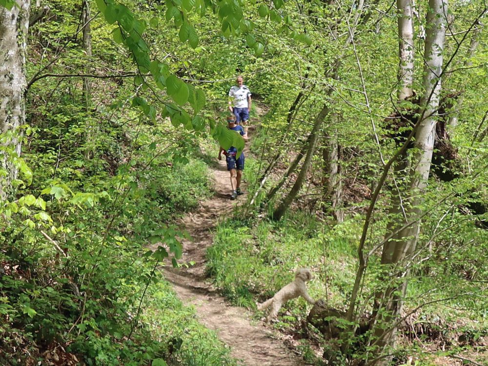 Hund wartet auf Herrchen