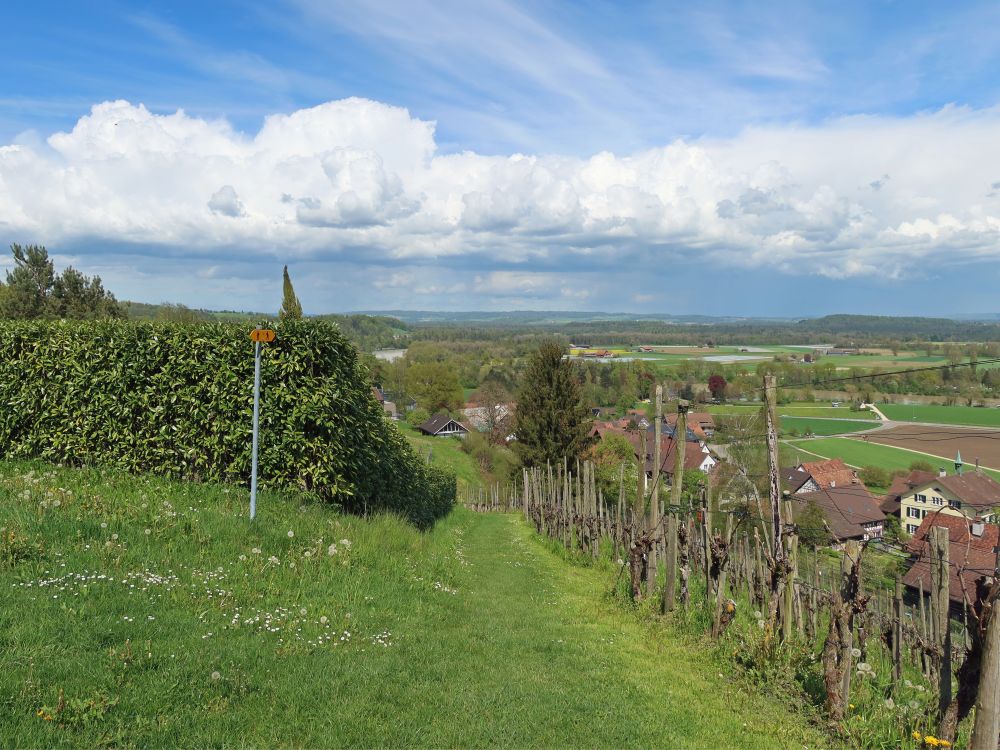 Wiesenpfad über Rüdlingen