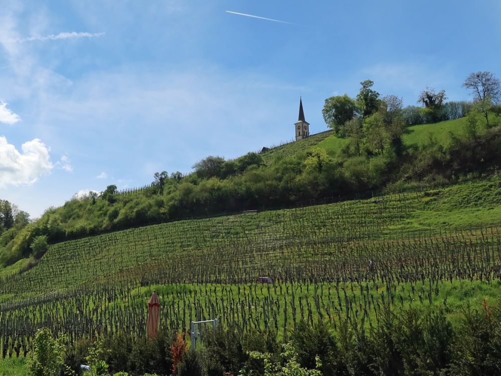 Weinberg unterm Kirchturm von Buchberg