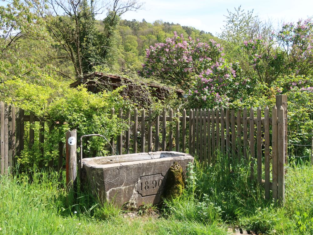 Brunnen und Flieder