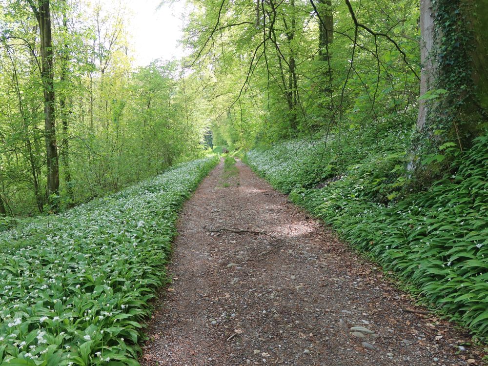 Bärlauch am Wegesrand