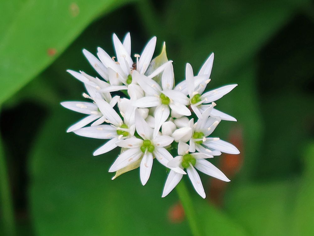 Bärlauchblüte